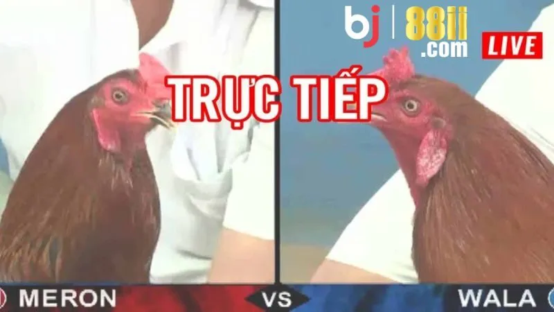 Giới Thiệu Đá Gà B88